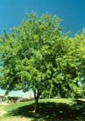 Trident Maple